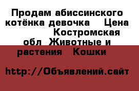 Продам абиссинского котёнка девочка  › Цена ­ 15 000 - Костромская обл. Животные и растения » Кошки   